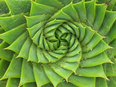 Fibonacci Numbers In Nature. mathematics within nature: